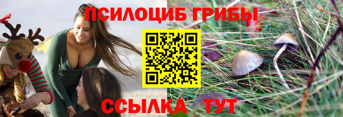 Губкин  Галлюциногенные грибы Psilocybine cubensis  где купить наркоту  Вход с VPN 